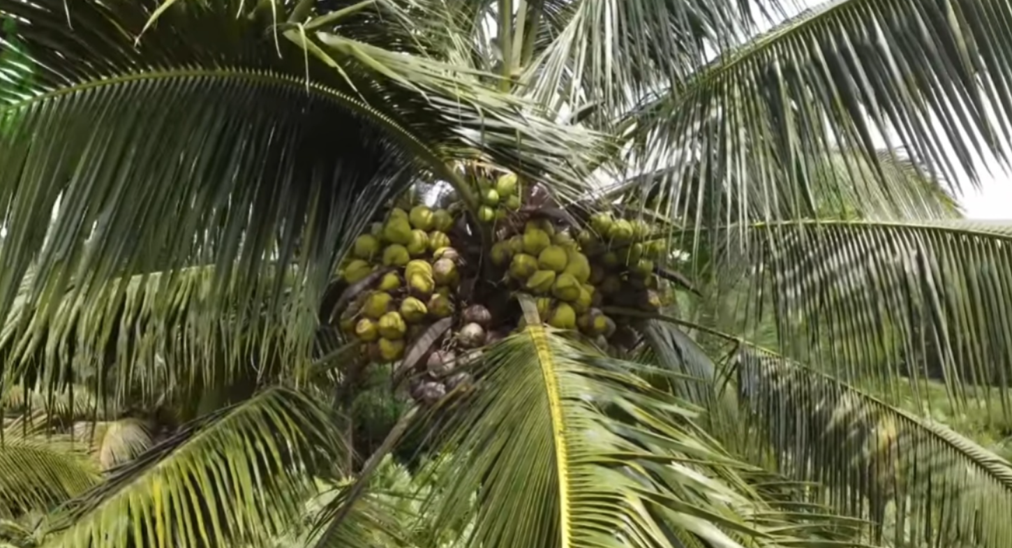 Pohon kelapa (YouTube Inspirasi Agribisnis).