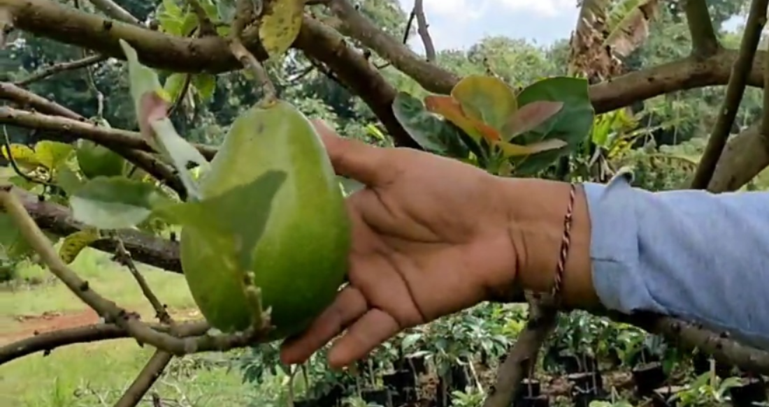 Alpukat mentega (YouTube Bitshop King).