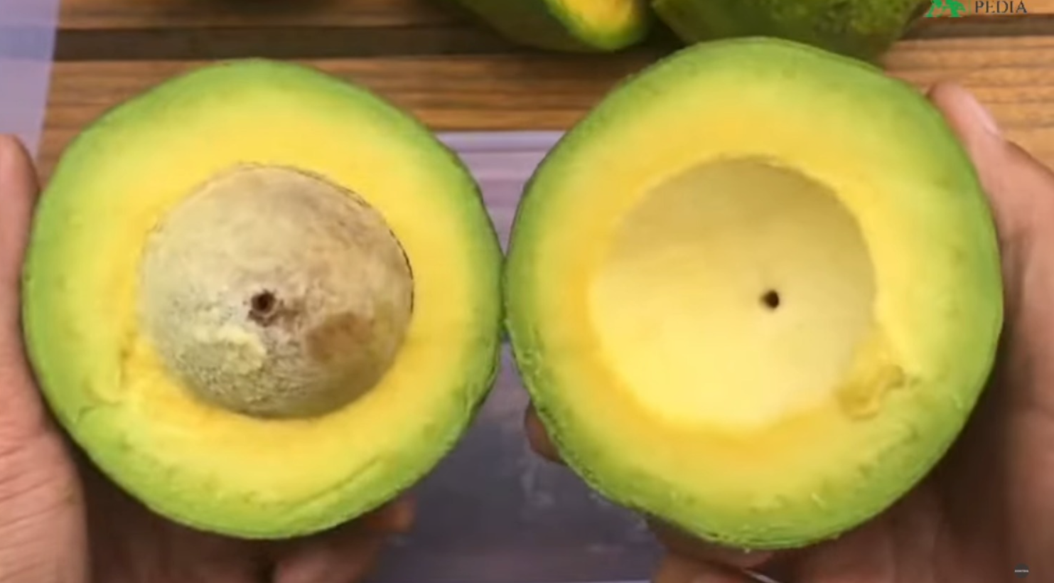 Alpukat MiKi (YouTube AGROPEDIA).
