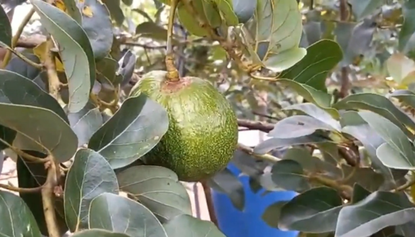 Alpukat Kendil (YouTube Rawa Tani).
