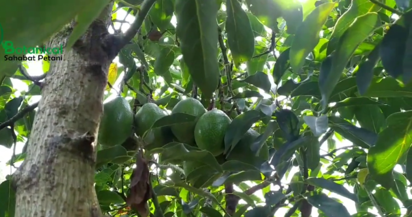 Alpukat Wina (YouTube Botanical sahabat tani).