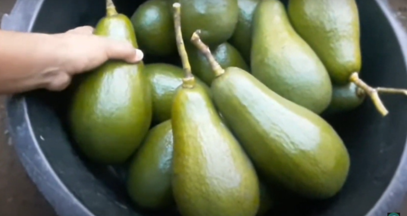 Alpukat Pluwang (YouTube Rawa Tani).