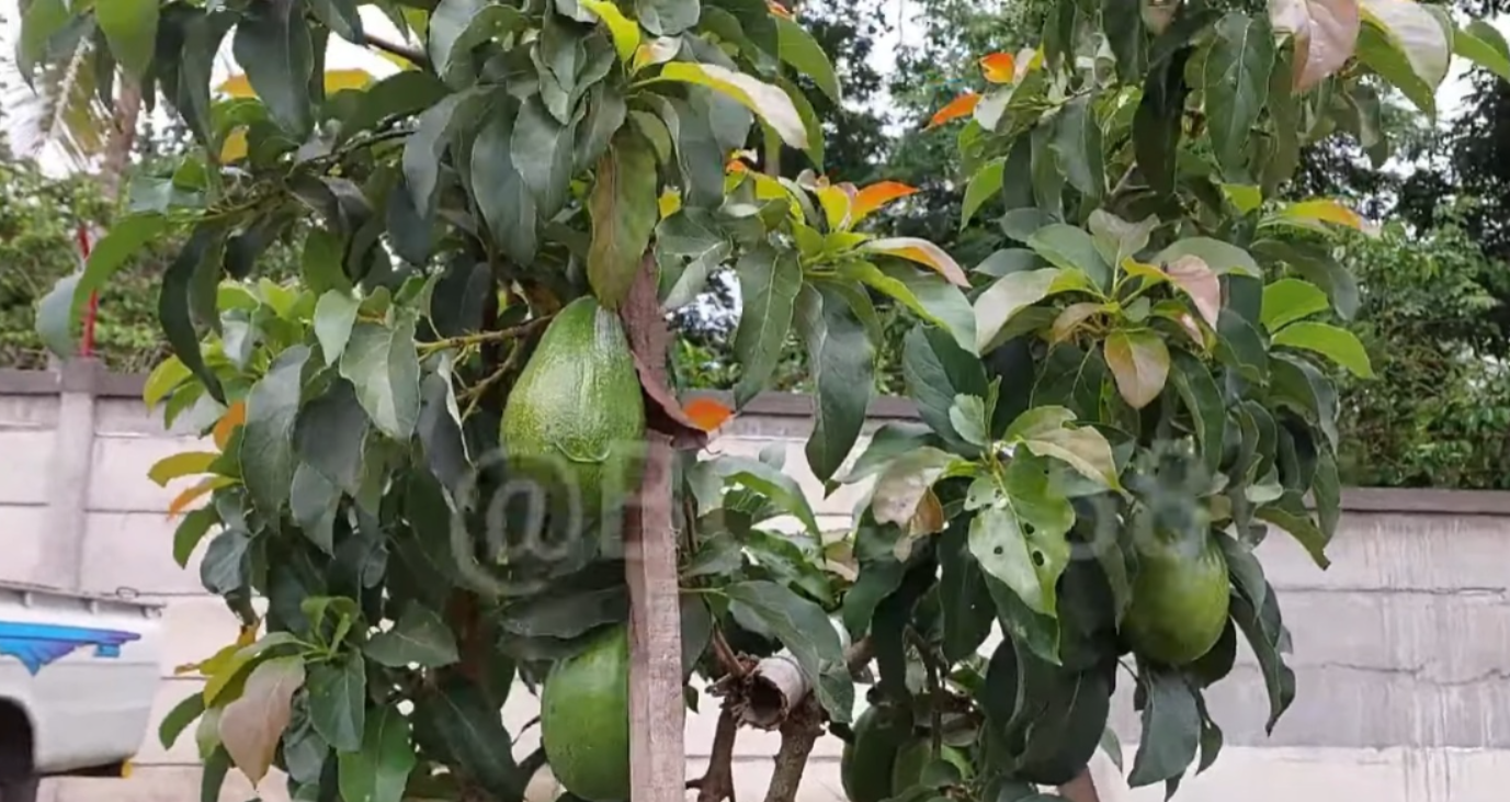 Alpukat Aligator (YouTube BIBIT UNGGUL BLITAR 5758).