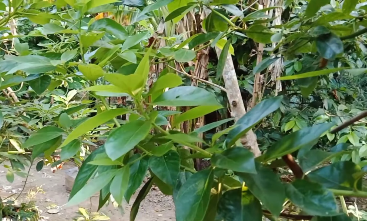 Daun Alpukat (YouTube EKO AZIS).