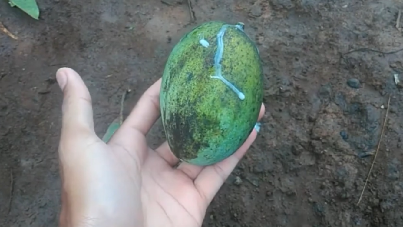 Mangga Kweni (YouTube Mas Minun).