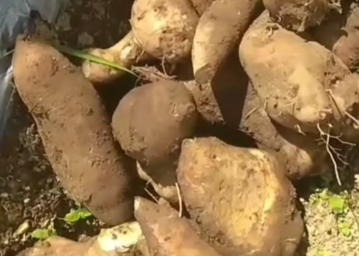 5 Jenis umbi-umbian , menjelajahi dunia polo pendem.