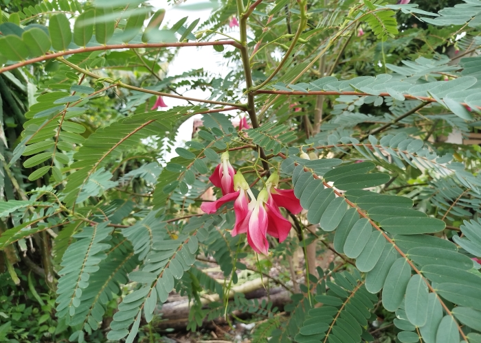 Turi merah, bunga cantik yang kaya nutrisi dan manfaat