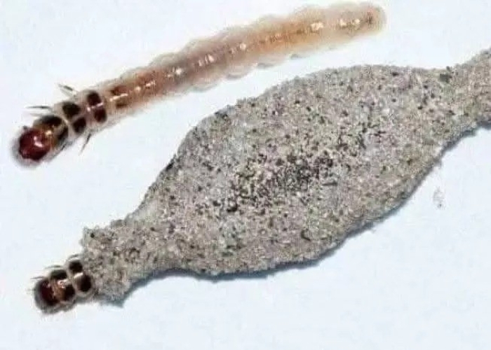 Cara mengatasi gigitan kamitetep.