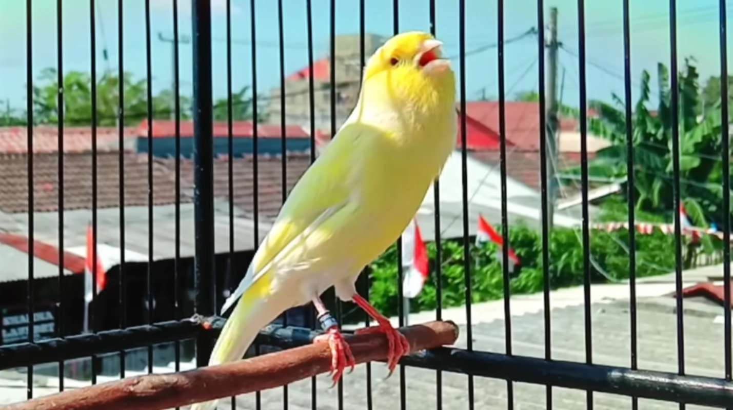 Burung Kenari (YouTube Piorac Bird Lovers).