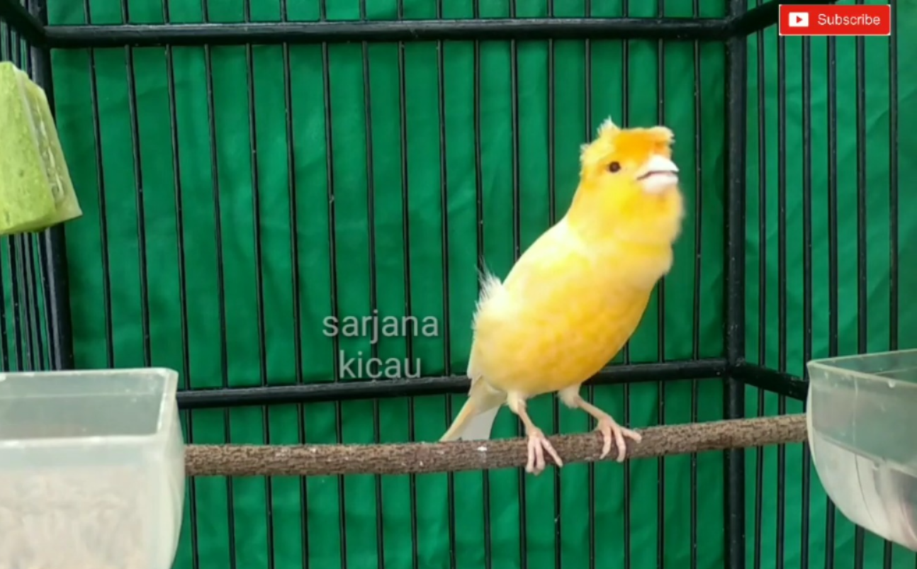 Burung kenari jambul (Youtube sarjana kicau).