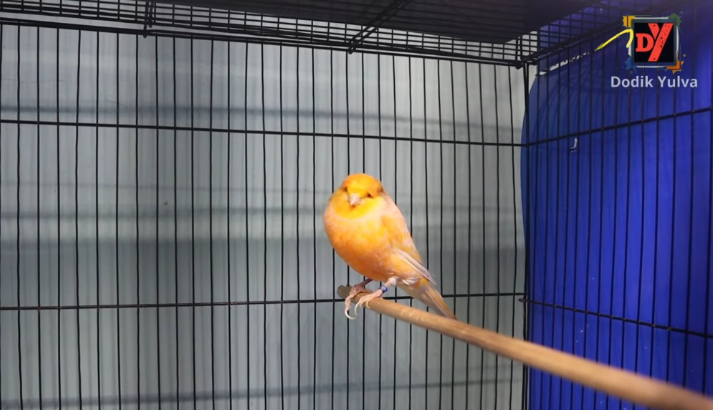 Burung kenari Yorkshire (Youtube Dodik Yulva).