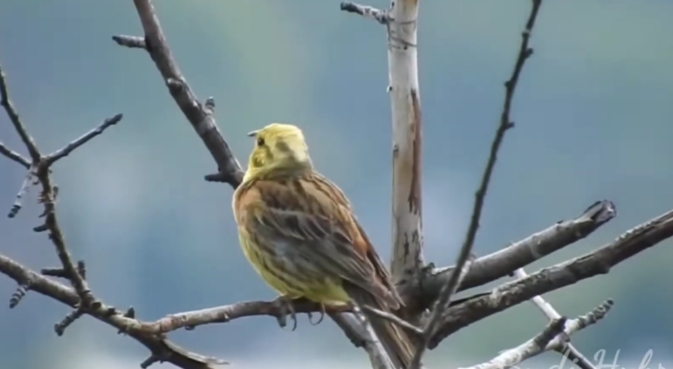 Burung kenari di atas ranting (Youtube Budi Hybrida).