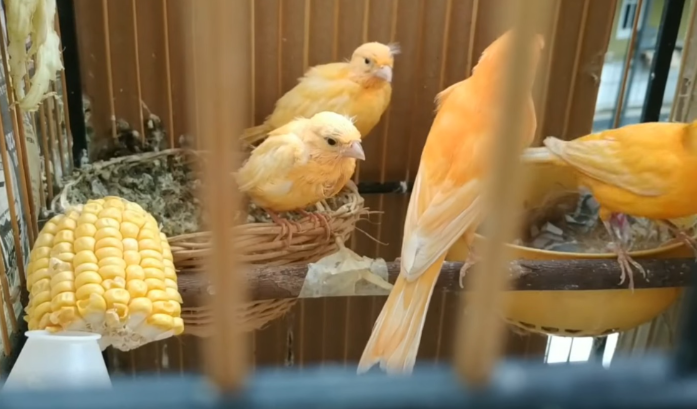 Ternak Burung kenari (Youtube PETERNAK RUMAHAN).