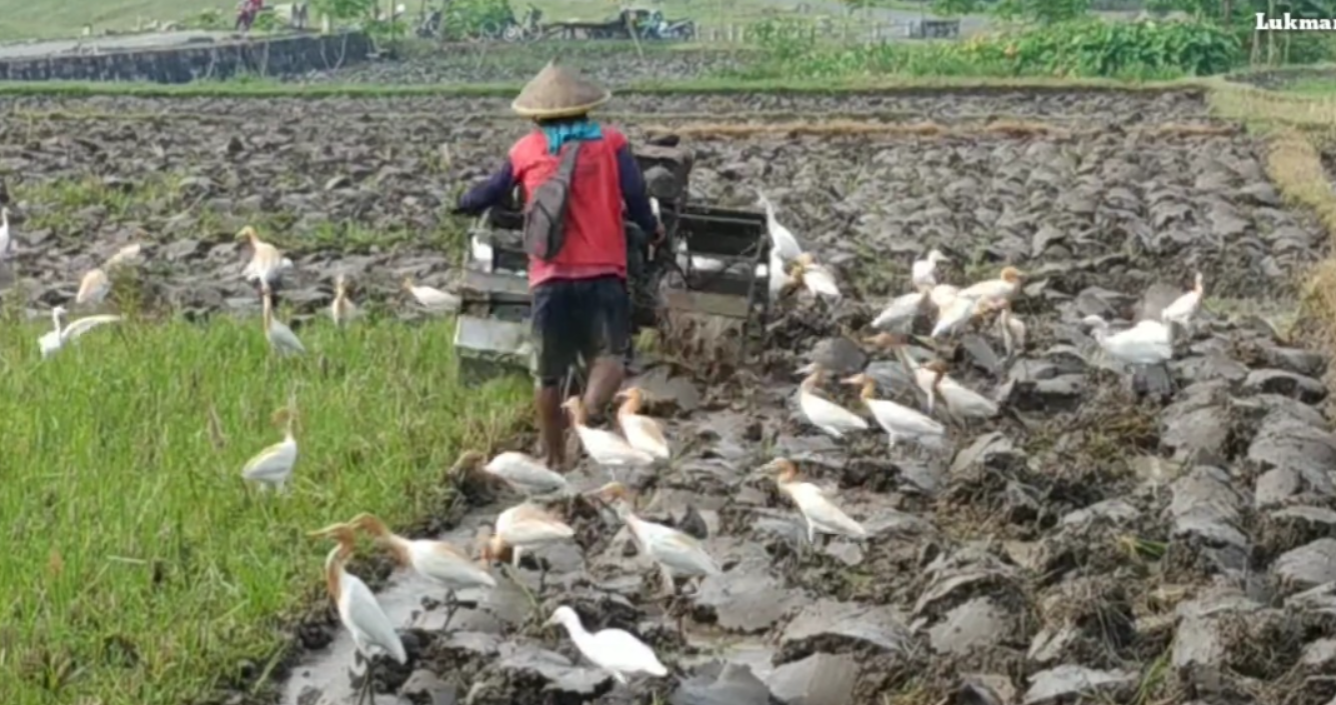 Burung kuntul petani di sawah (Youtube Lukman wisman).