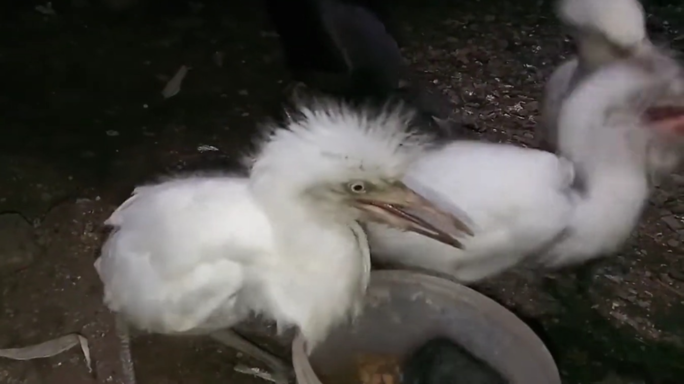 Anakan burung kuntul kerbau (Youtube ZED Animal House).