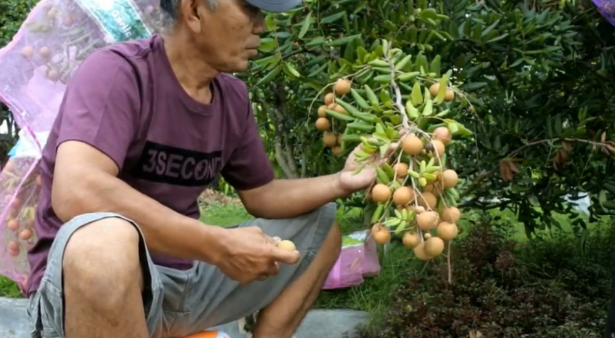 Kelengkeng pingpong (Youtube LEO MARGO CHANNEL).
