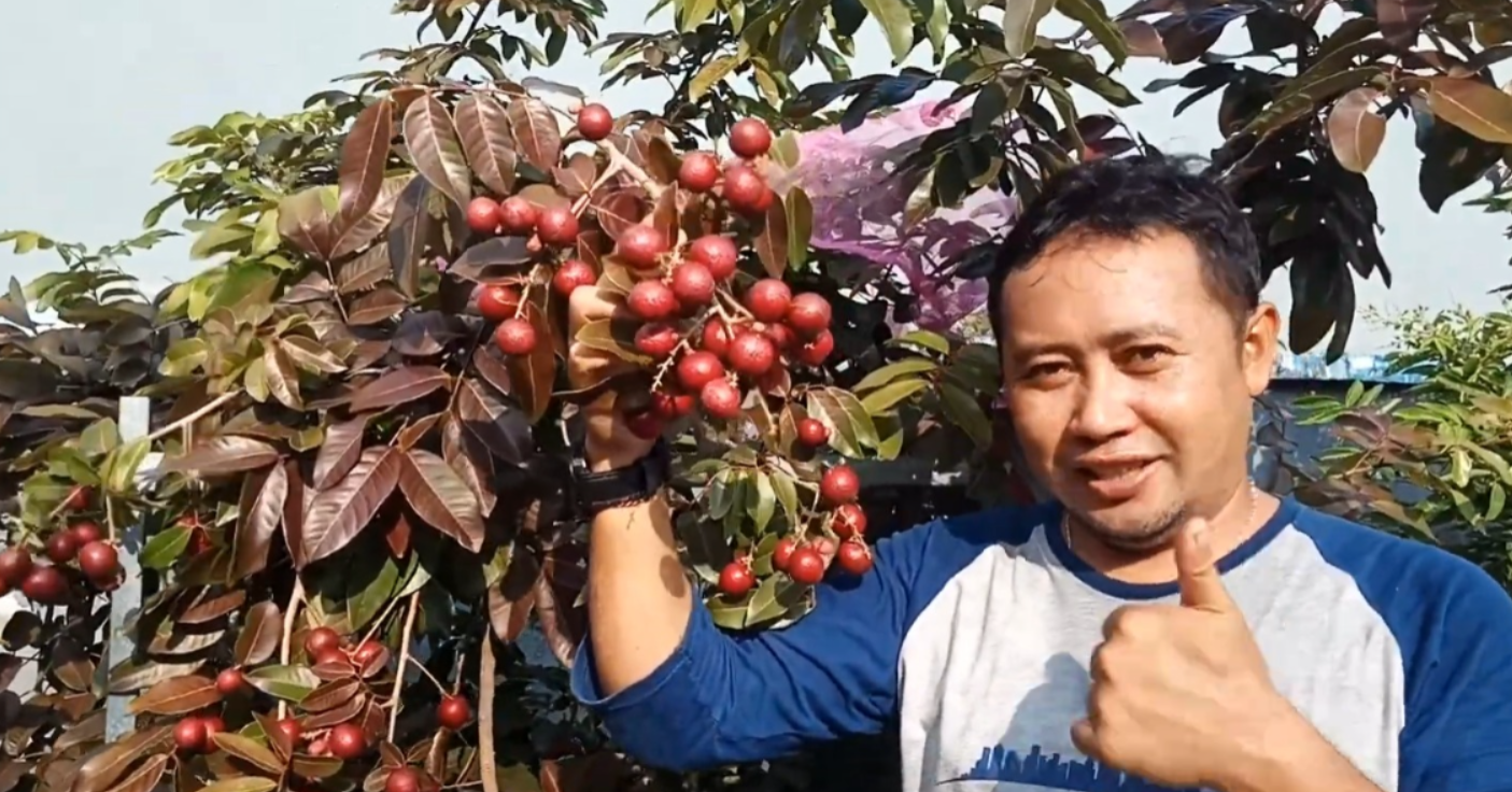 Klengkeng ruby longan (Youtube Kebun Pak Babinsa).