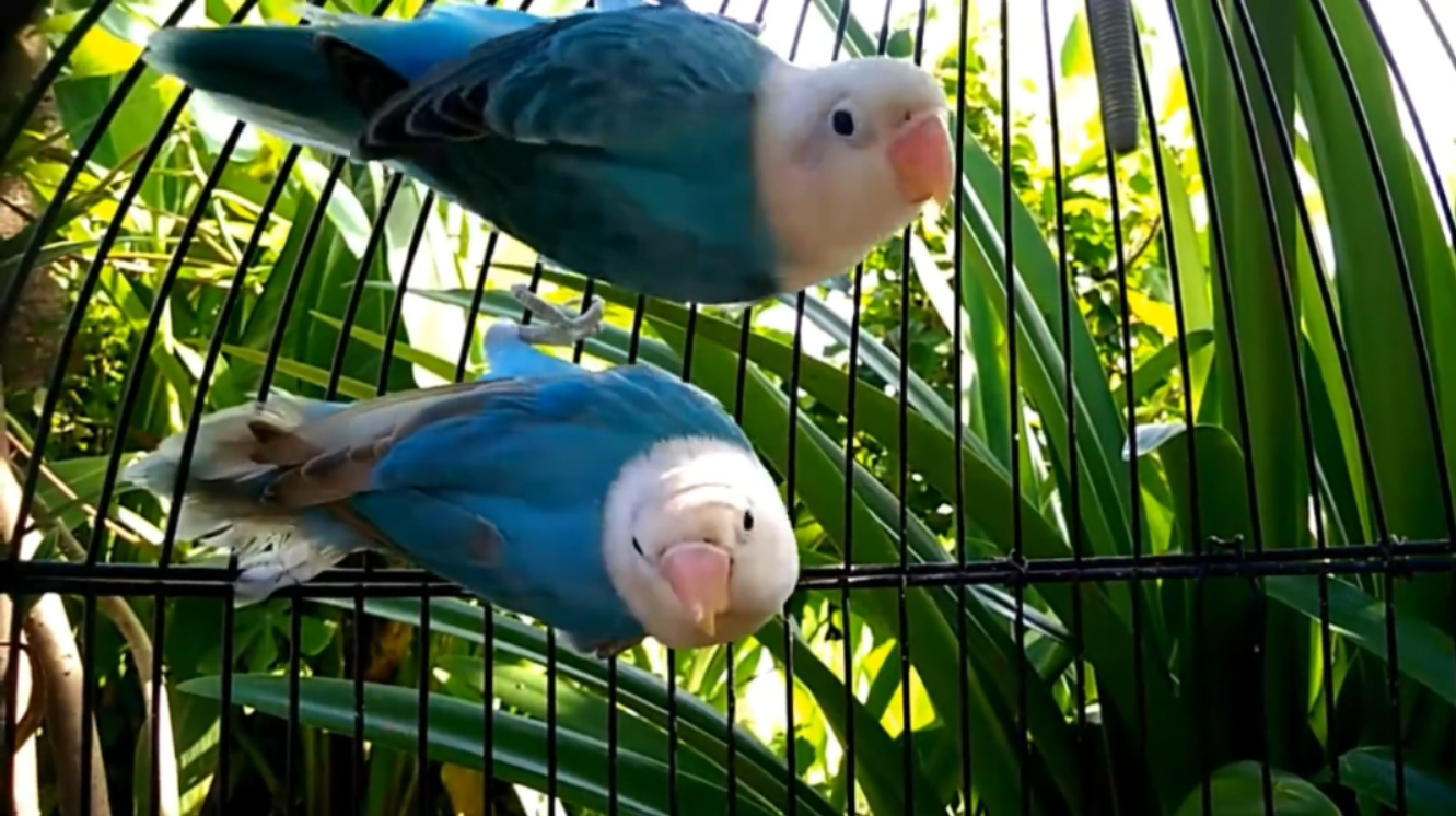 Biola blue lovebird dan biola blue pastel (Youtube Shan LBF).