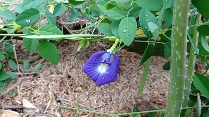 Bunga talang (Youtube Kebun Una).