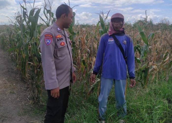 Polresta Banyuwangi dampingi petani jagung di Siliragung untuk dukung ketahanan pangan nasional.