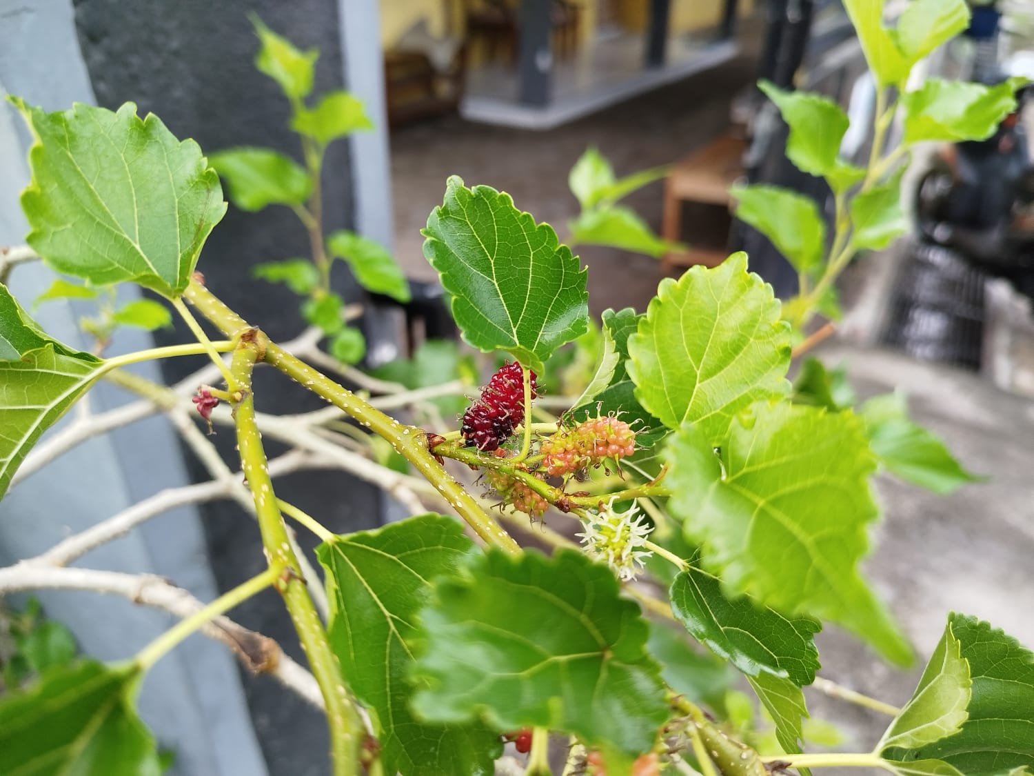 5 Jenis buah murbei dan negara sebarannya.