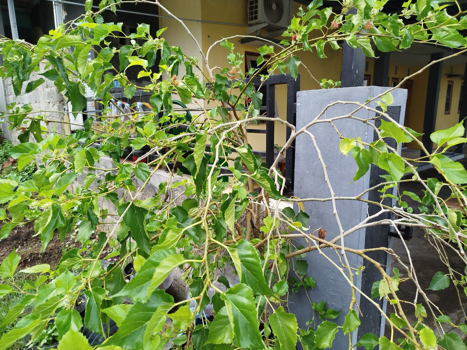 Daun murbei menjadi pakan ulat sutra.