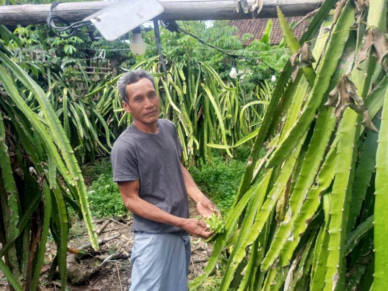 MELONJAK: Petani buah naga Ahmad Marzuki asal Dusun Kedungsumur, Desa Kedunggebang, Kecamatan Tegaldlimo mengecek tanaman buah naga dikebunnya Selasa (13/5).