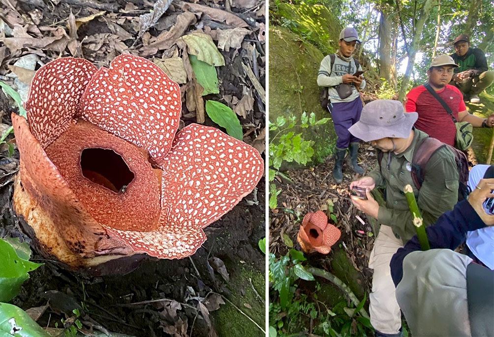 SEDANG MEKAR: Tim ekspedisi dari BRIN, BKSDA, dan Perhutani mengambil gambar bunga Rafflesia jenis zollingeriana yang tumbuh di hutan Papring, Kalipuro pada 23 April 2025.
