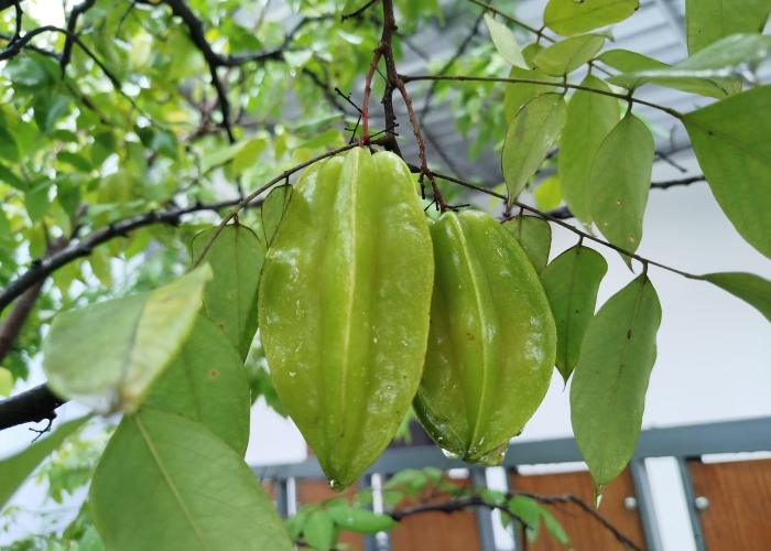 Sejarah belimbing, buah segar tropis.