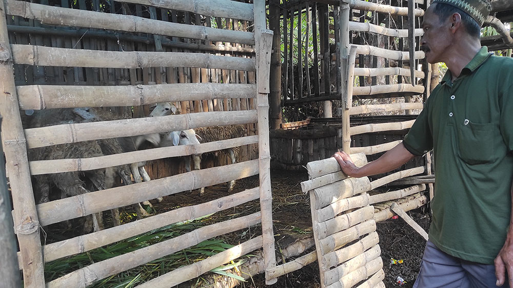 JELANG IDUL ADHA: Peternak kambing di Desa Klampokan, Kecamatan Panji, Situbondo, memperlihatkan beberapa kambing miliknya, Rabu (14/5).
