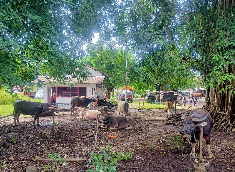 MENURUN: Lebaran Idul Adha kurang sebulan Pasar Hewan Rogojampi malah sepi karena hujan Rabu (14/5).