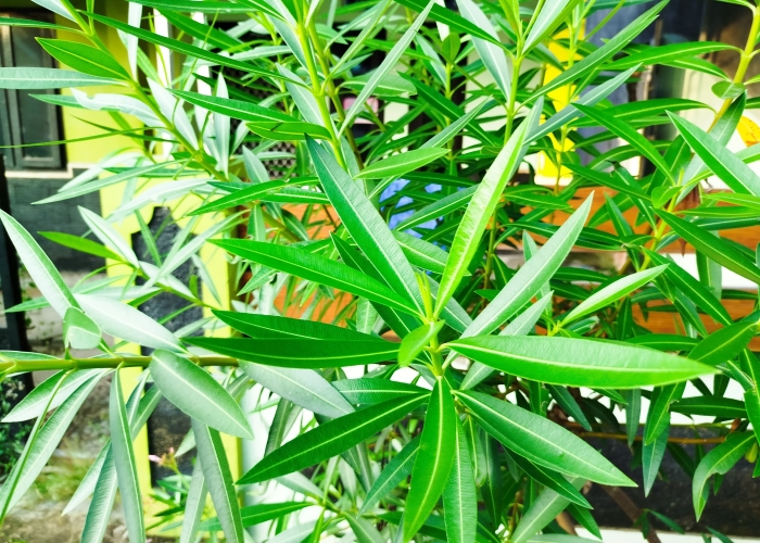Daun bunga mentega, jangan sampai terbakar.