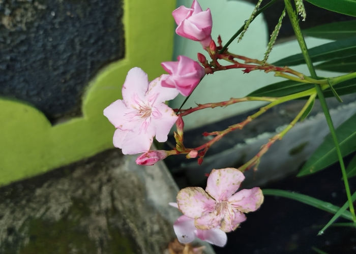 Bahayanya asap dari bunga mentega.