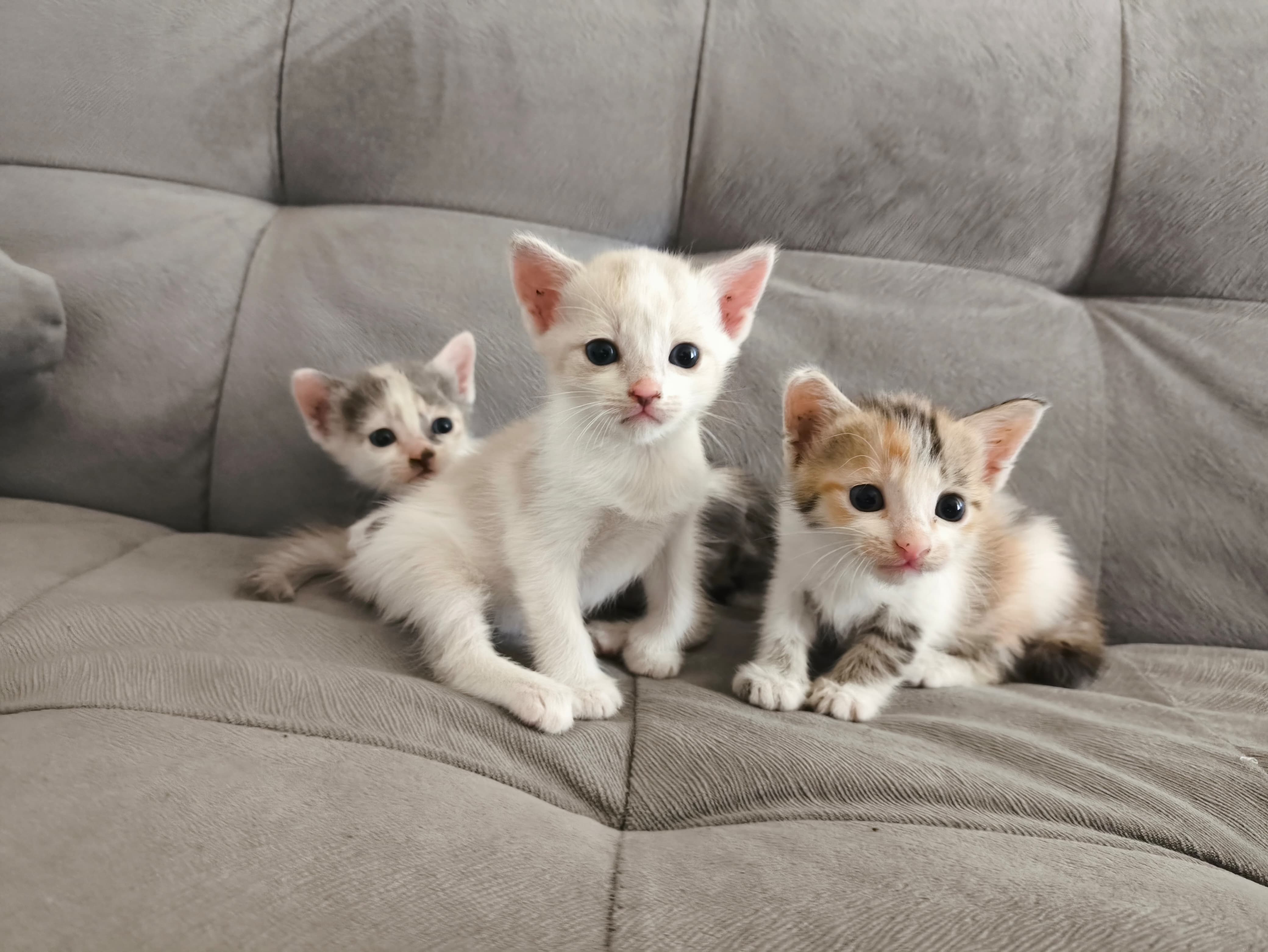 5 nama anak kucing berawalan huruf c.