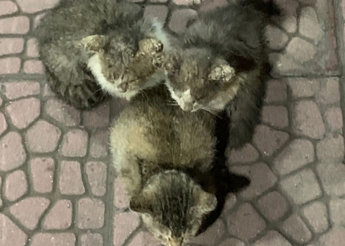 Rekomendasi obat jamur untuk kucing efektif dan aman.