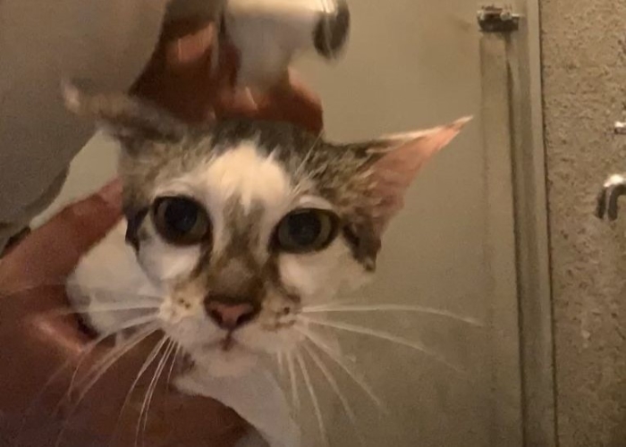 Pentingnya grooming kucing.