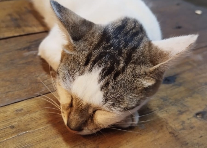 Makna pepatah jangan bangunkan kucing yang sedang tidur.