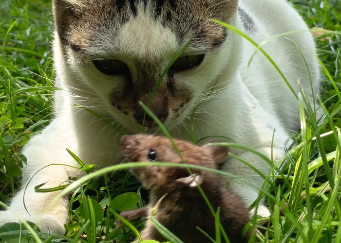 Legenda kucing dan tikus.