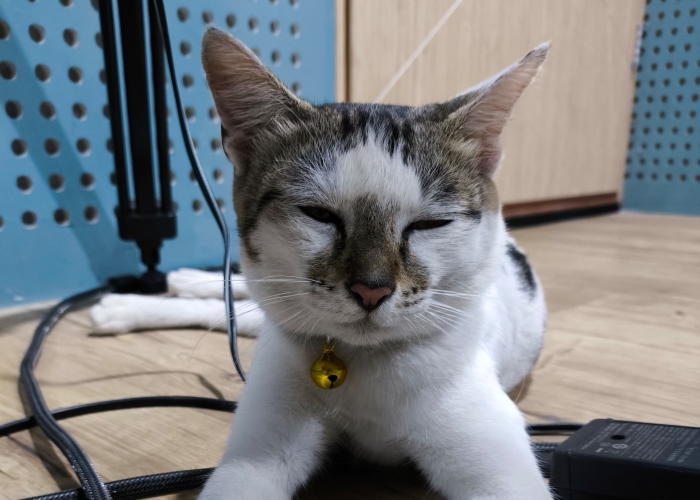 Tips agar kucing terhindar dari scabies.