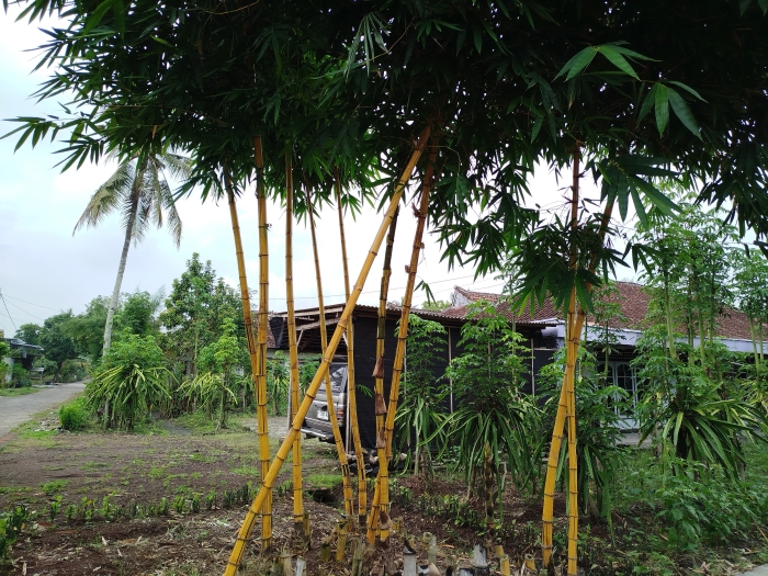 Asal usul tanaman bambu kuning.