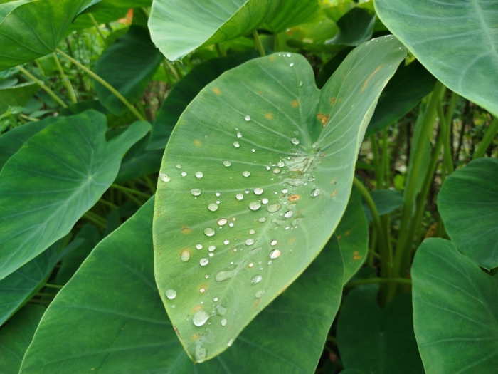 Makna pepatah bagai air di atas daun talas.