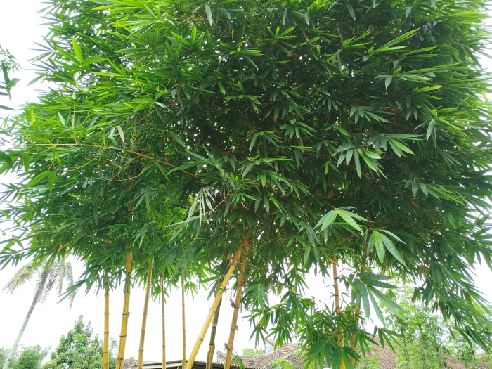Manfaat bambu kuning selain penghias.