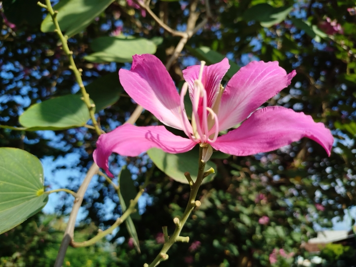 PERBANDINGAN: Bauhinia purperea vs bauhinia variegata.