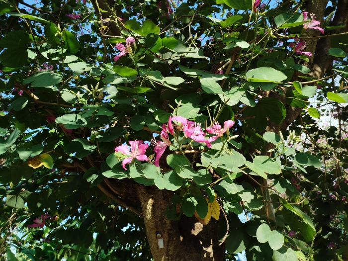 Daun bunga bauhinia pupurea mirip dengan kaki kambing.