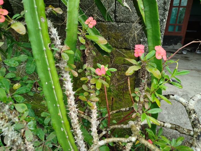 BUNGA MAHKOTA DURI: Pemanfaatannya untuk pengobatan tradisional.
