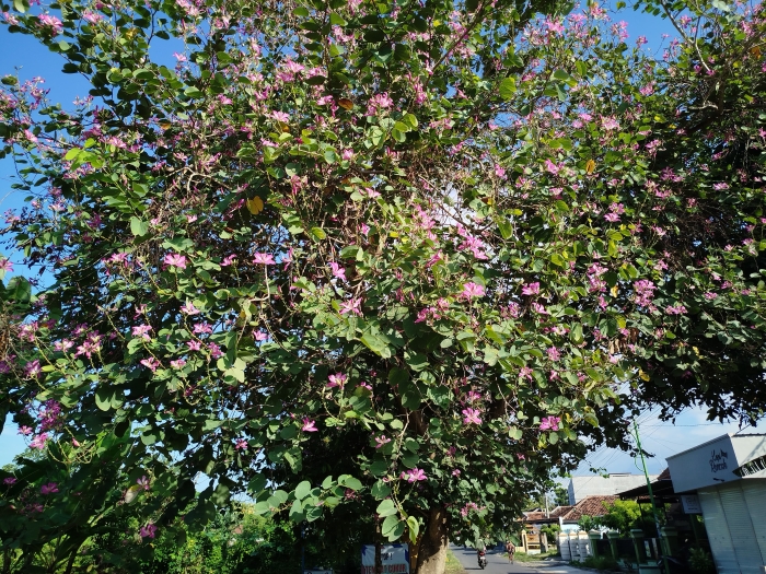 Makna dan arti simbol dari bauhinia purpurea dari berbagai negara.