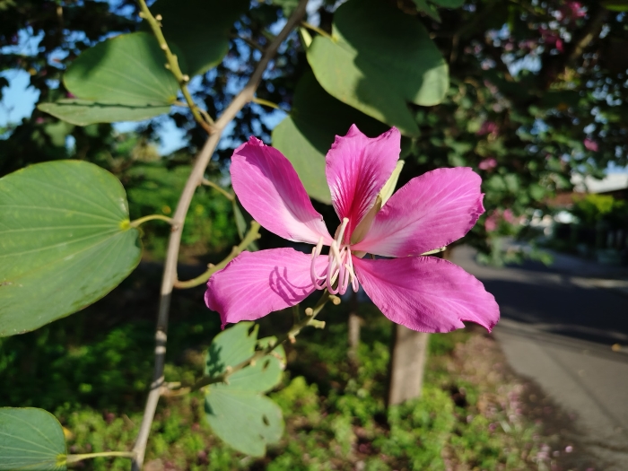 Yuk, kenali bunga bauhinia purpurea, obat diabetes.
