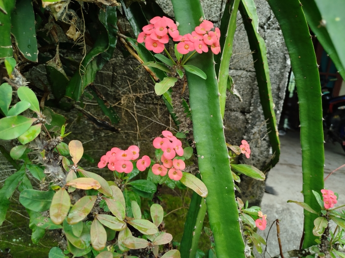 Keunikan dari bunga mahkota duri, simbol ketangguhan.