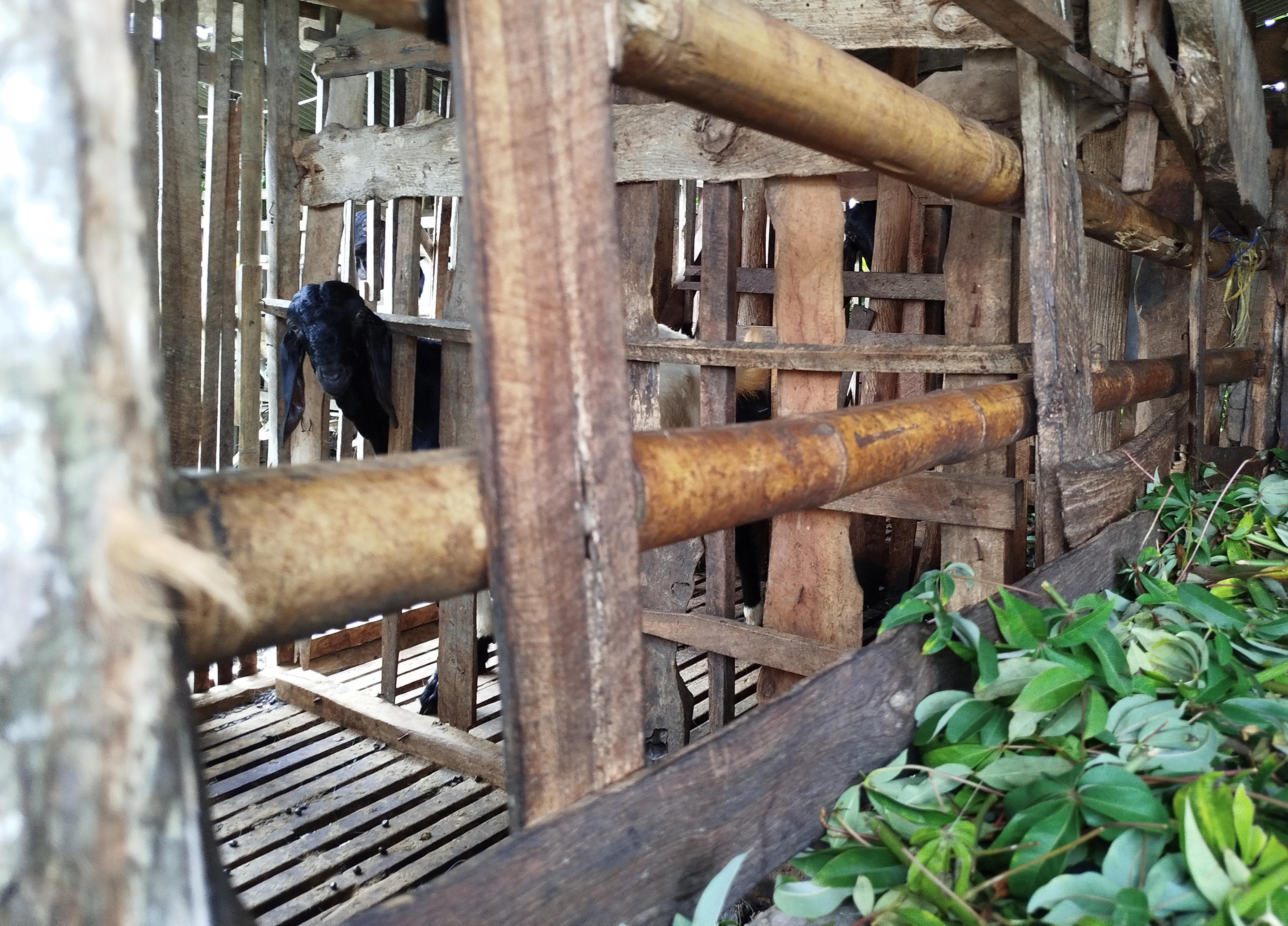 Memelihara kambing di pekaragan sekitar rumah.