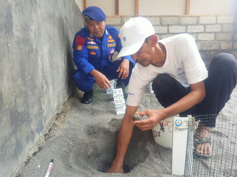 BERMUNCULAN: Telur Penyu lekang yang ditemukan warga di sekitar Pantai Gumuk Kantong Dusun Palurejo, Desa Sumbersewu, Kecamatan Muncar ditaruh di penampungan untuk ditetaskan Senin (19/5).